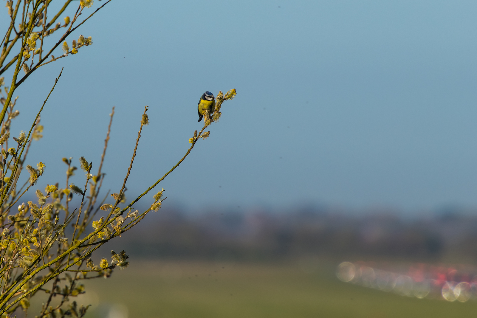 Bluetit_EGCC_20160420_MH.jpg