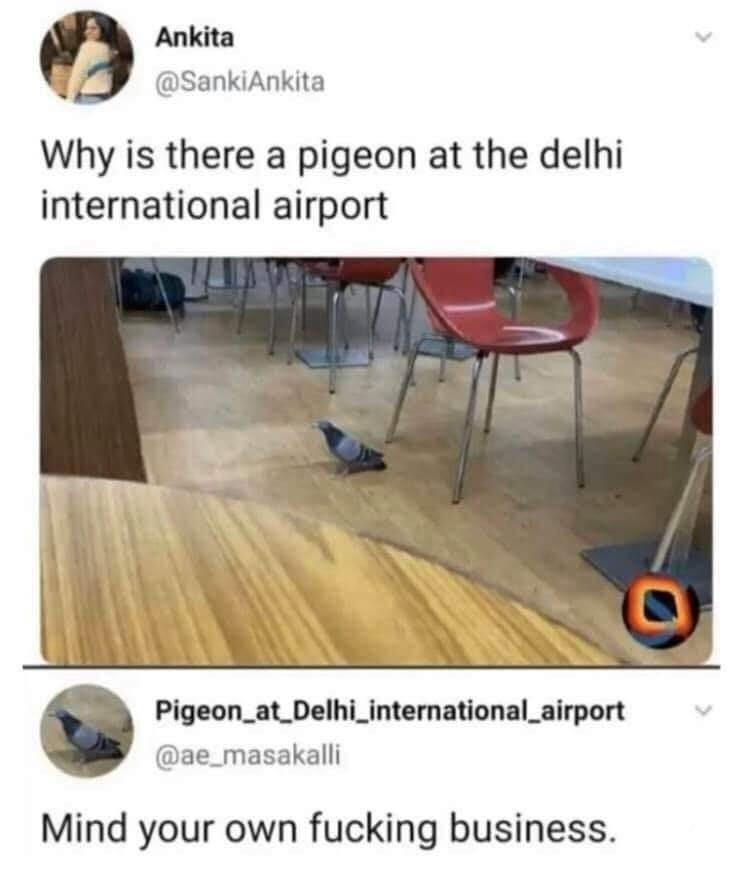 pigeon_at_delhi_international_airport.jpg