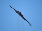 United States Air Force Northrop Grumman B-2A Spirit (82-1067) at  Oshkosh - Wittman Regional, United States