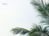 AirAsia Airbus A320-216 (9M-AHS) at  Banda Aceh - Sultan Iskandar Muda International, Indonesia