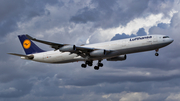 Lufthansa Airbus A340-313X (D-AIGO) at  Miami - International, United States