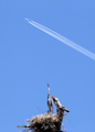 Lufthansa Airbus A380-841 (D-AIMK) at  Off-Airport - Bedford, United States