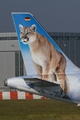 Frontier Airlines Airbus A321-211 (D-AZAP) at  Hamburg - Finkenwerder, Germany
