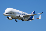 Airbus Transport International Airbus A330-743L Beluga XL (F-WBXL) at  Berlin Brandenburg, Germany