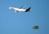 FedEx Boeing 767-3S2F(ER) (N123FE) at  Campinas - Viracopos International, Brazil