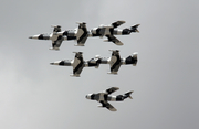 Heavy Metal Jet Team Aero L-39C Albatros (N136EM) at  Punta Gorda - Charlotte County, United States