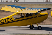 (Private) American Champion 7EC Champ (N137EC) at  Dallas - Addison, United States