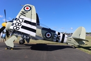 Commemorative Air Force Hawker Sea Fury FB.11 (N15S) at  Oshkosh - Wittman Regional, United States