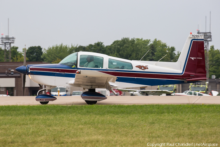 (Private) Grumman American AA-5B Tiger (N28677) | Photo 419889