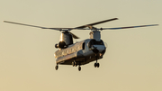 Coulson Flying Tankers Boeing CH-47D Chinook (N49CU) at  San Jose - Juan Santamaria International, Costa Rica