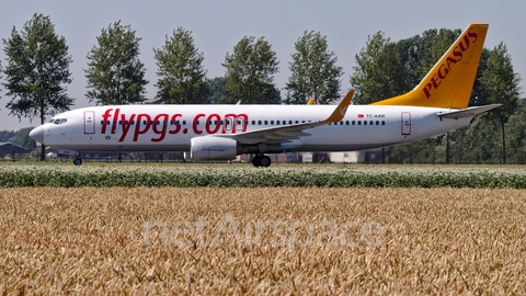 Pegasus Airlines Boeing 737-86N (TC-AAR) at  Amsterdam - Schiphol, Netherlands